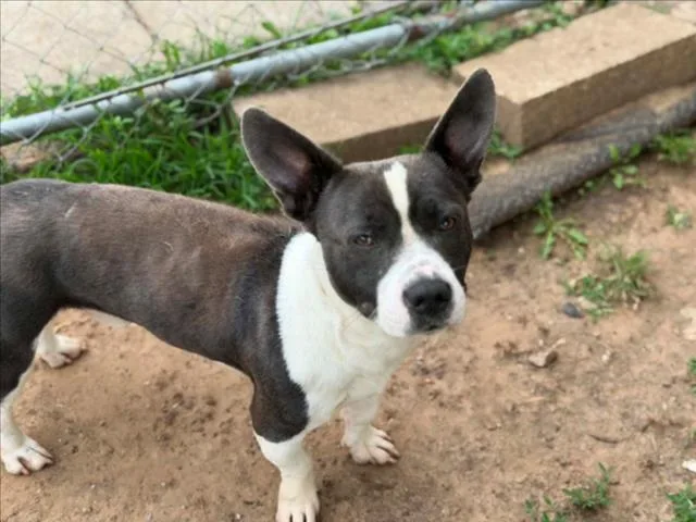 A young medium-sized male Pit Bull Terrier dog named Mickey Mouse for adoption in Tulsa, OK