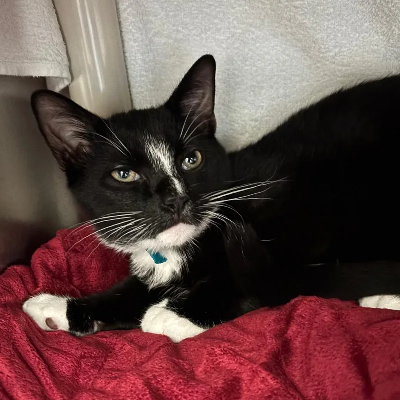 A baby medium-sized male Black Domestic Short Hair cat named Shadow Mist for adoption in Springfield, MA
