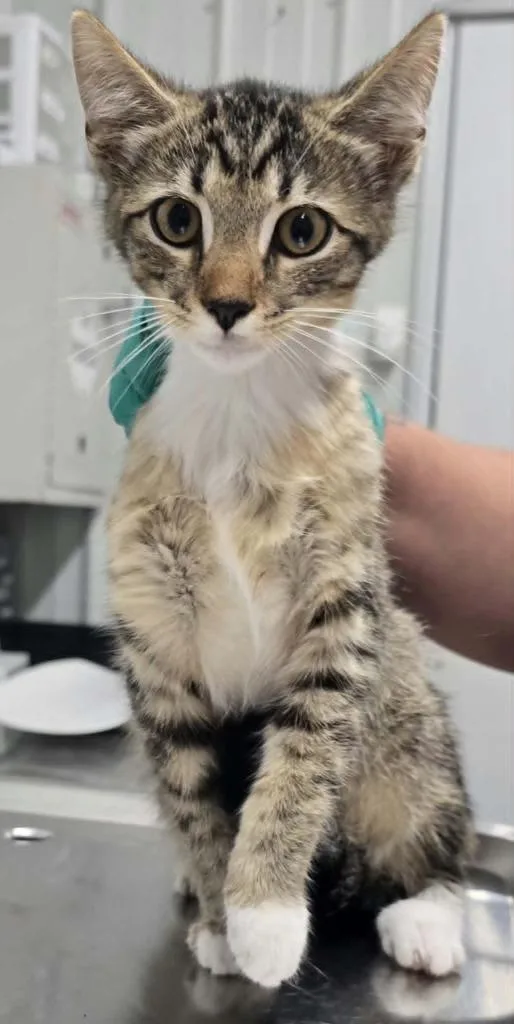 A baby small-sized male Domestic Short Hair cat named Billy for adoption in Hillsdale, IN