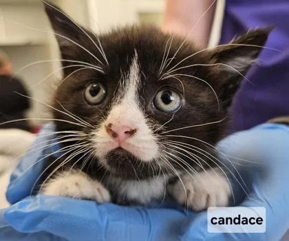 A baby small-sized female Domestic Short Hair cat named Candace for adoption in Lafayette, IN