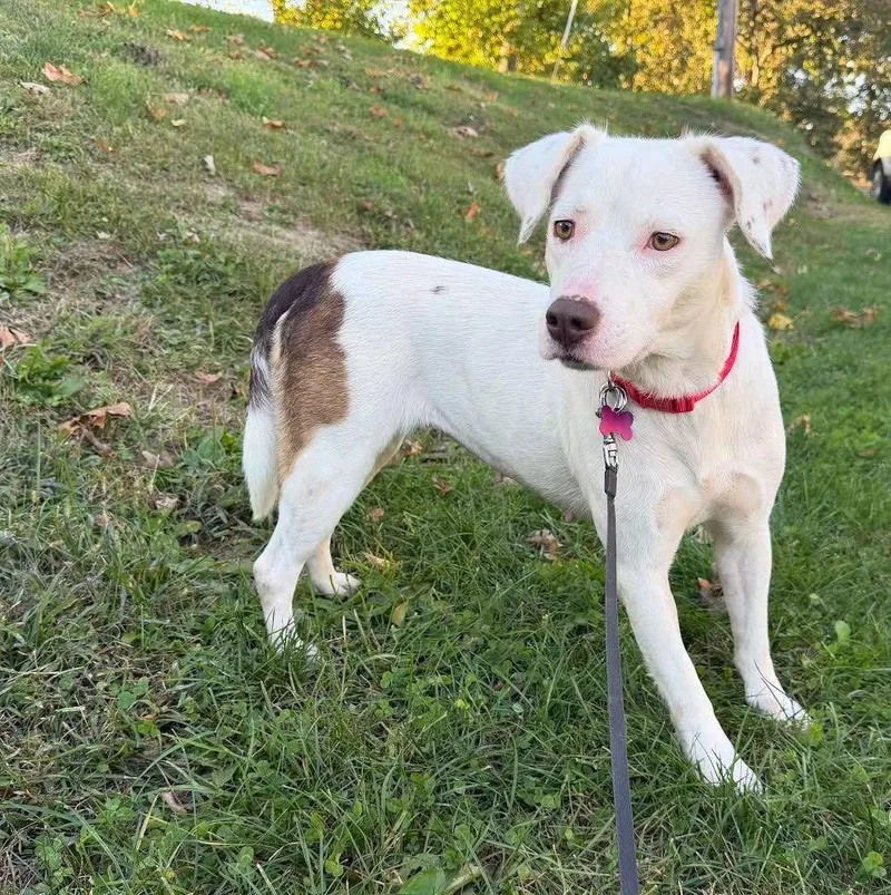 A young medium-sized female Spaniel dog named Destiny for adoption in Washington , PA