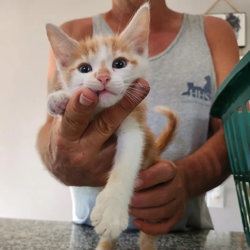 A baby small-sized male Orange / Red Domestic Short Hair cat named Max for adoption in Centerville, TN