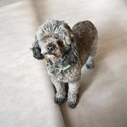 An adult small-sized male Poodle dog named Gaston for adoption in Morton Grove, IL