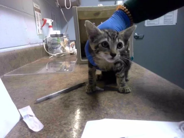 A baby small-sized male Domestic Short Hair cat named Roman for adoption in Tallahassee, FL