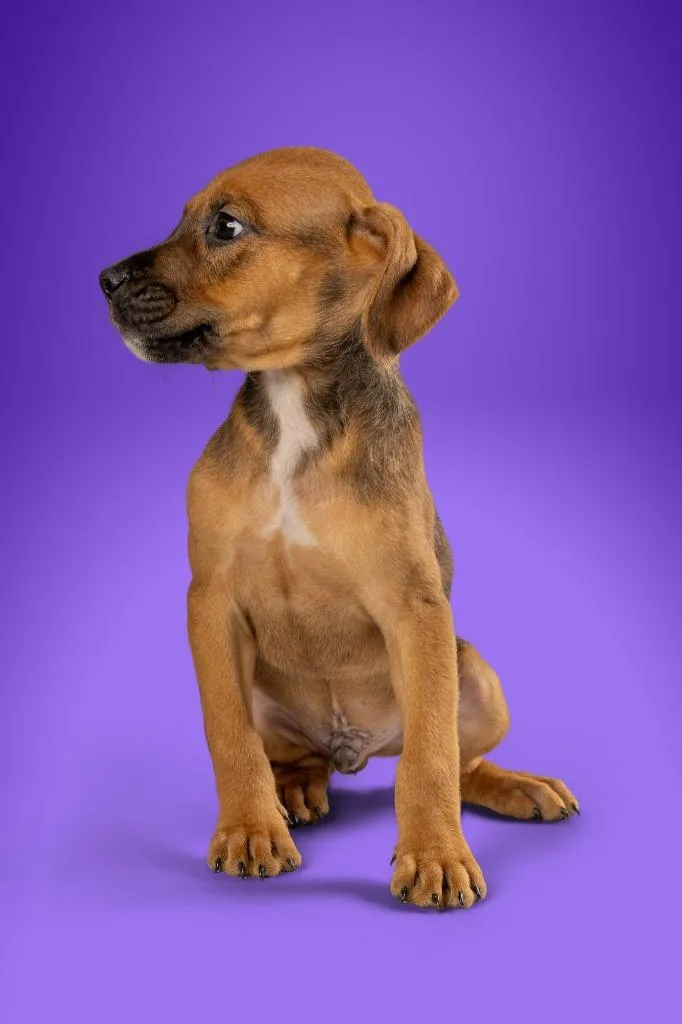A young medium-sized male Terrier dog named Peter Gallagher for adoption in Tyler, TX