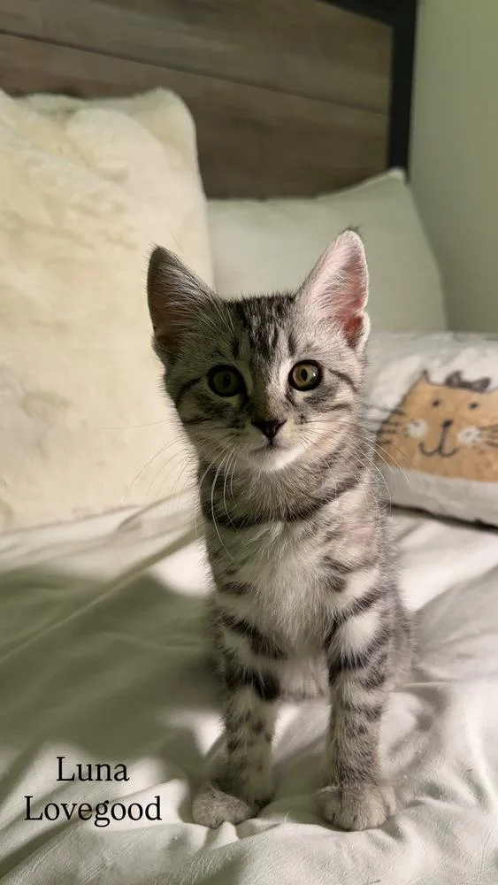 A baby small-sized female Domestic Short Hair cat named Luna Lovegood for adoption in Beaumont, CA
