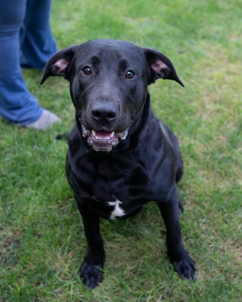 A baby medium-sized male Labrador Retriever dog named Champ for adoption in Boone, IA