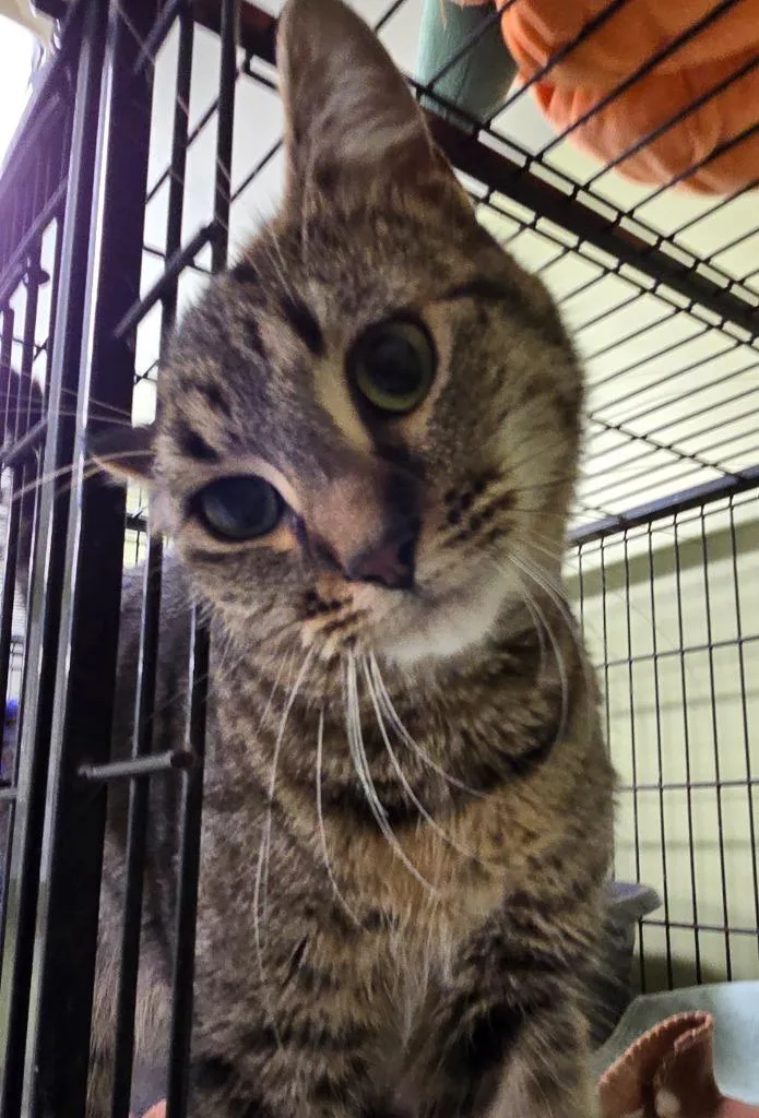 A young medium-sized female Domestic Short Hair cat named Zillow for adoption in Auburn, IN