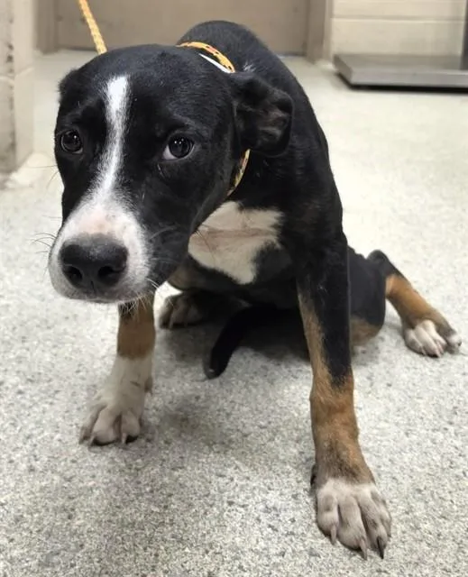 A young medium-sized female Pit Bull Terrier dog named Zuzu for adoption in Conroe, TX