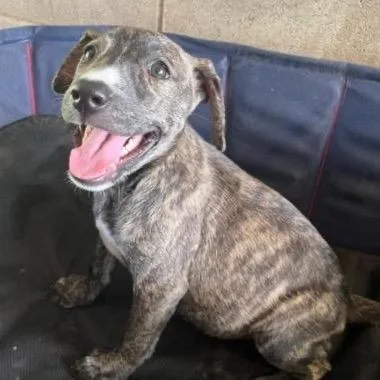 A baby small-sized female Brindle Mixed Breed dog named Kiara for adoption in Buffalo, MN