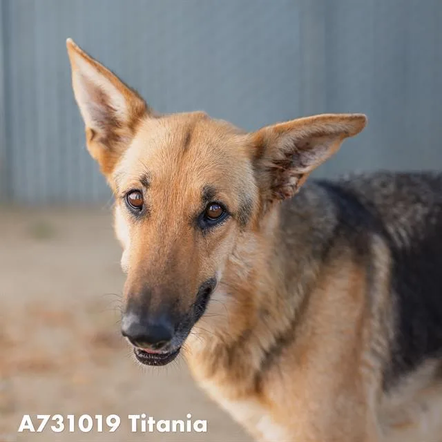 A young large-sized female German Shepherd Dog dog named Titania for adoption in Sacramento, CA