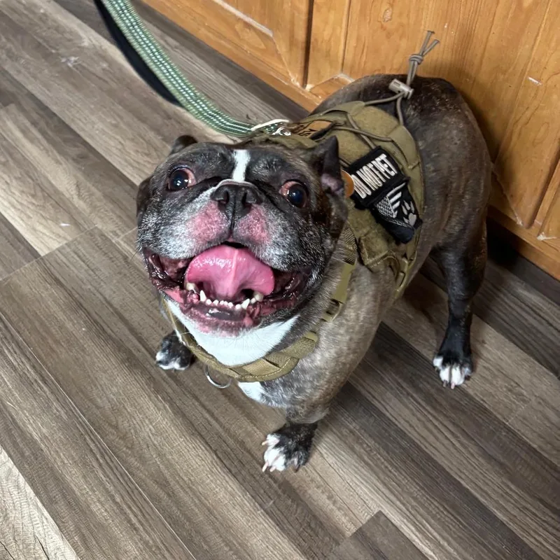 An adult medium-sized male Brindle French Bulldog dog named Buddy Roo ML for adoption in Austin, TX