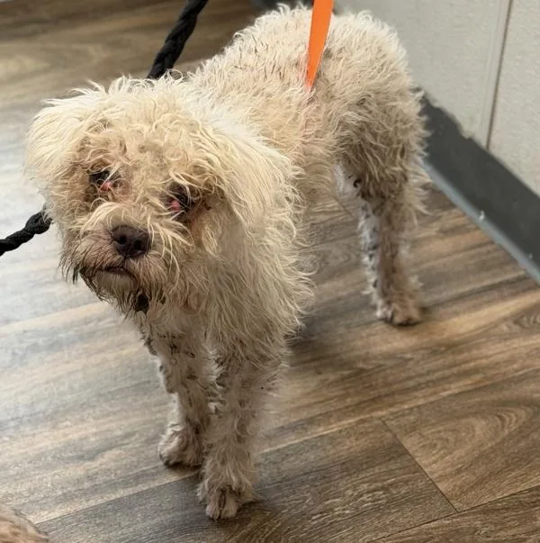 A young medium-sized male Standard Poodle dog named BonBon for adoption in El Cajon, CA