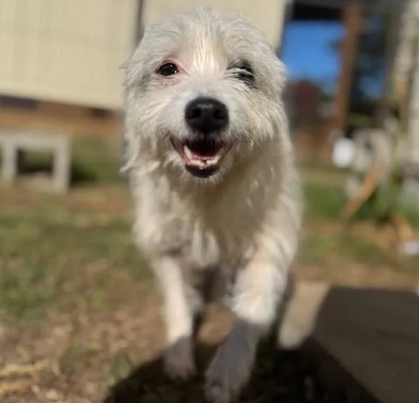 An adult small-sized female Terrier dog named Flora Mae In Tx for adoption in Cranston, RI