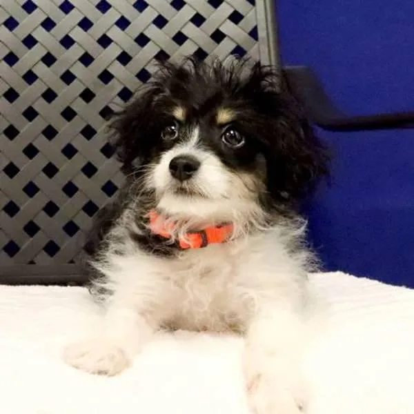 A baby medium-sized male Australian Shepherd dog named Benny for adoption in Fort Davis, TX