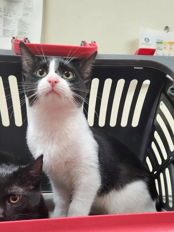 A baby small-sized female Domestic Short Hair cat named Angela for adoption in Kennewick, WA