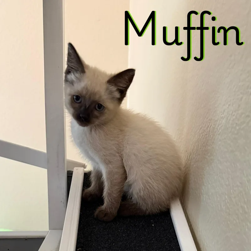 A baby small-sized female Siamese cat named Muffin for adoption in Glendale, AZ