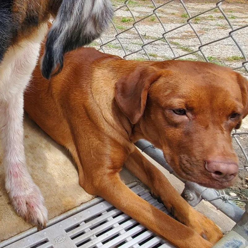 An adult medium-sized female Red / Chestnut / Orange Mixed Breed dog named Aphrodite for adoption in Denison, TX