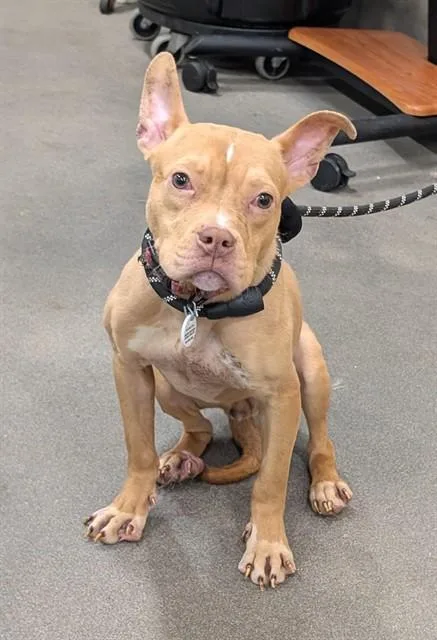 A young small-sized female Pit Bull Terrier dog named Darby for adoption in Upper Marlboro, MD