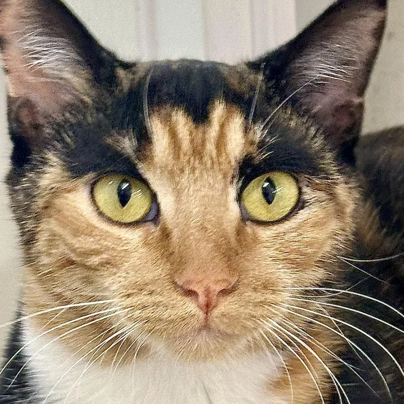 An adult medium-sized female Calico Domestic Short Hair cat named Valentina for adoption in Marshall, VA