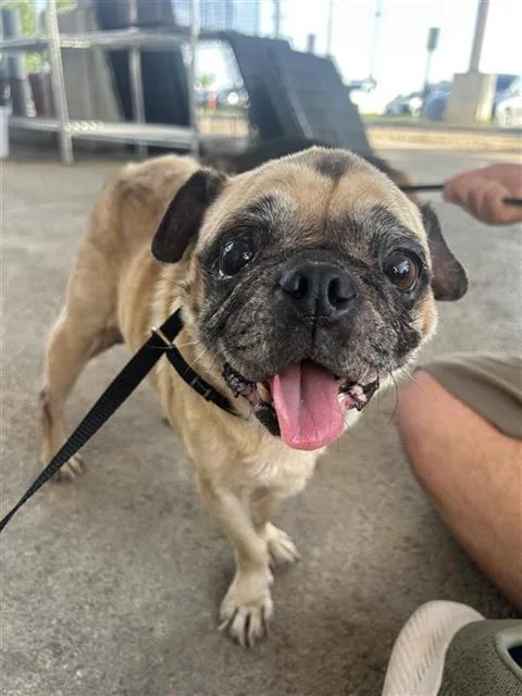 An adult small-sized female Pug dog named Mocha for adoption in San Antonio, TX