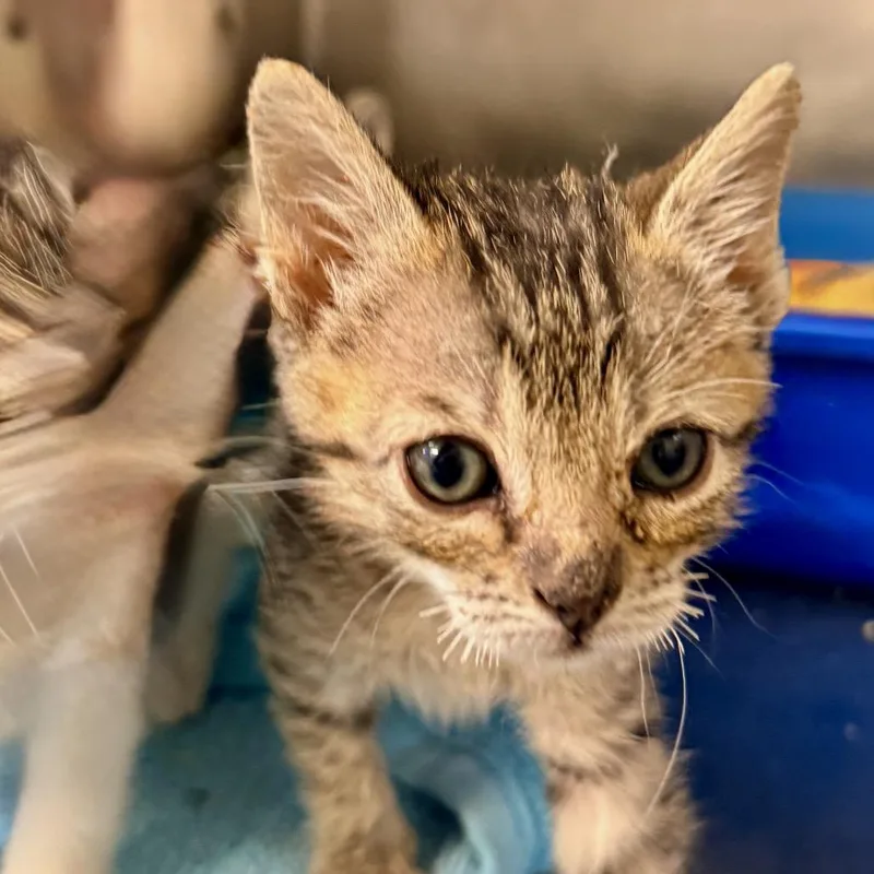 A baby small-sized male Gray / Blue / Silver Domestic Short Hair cat named Jinkie for adoption in Palm Springs, CA
