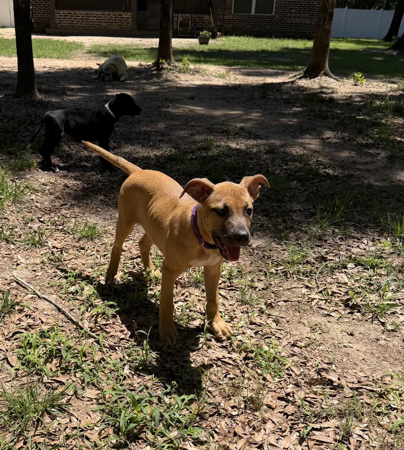 A baby medium-sized female Bicolor Boxer dog named Sadie for adoption in Pace, FL