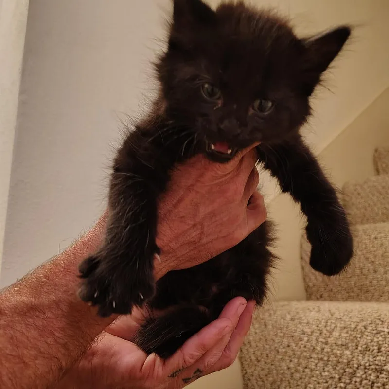 A baby small-sized male Black Domestic Long Hair cat named Binx for adoption in Columbia, MO