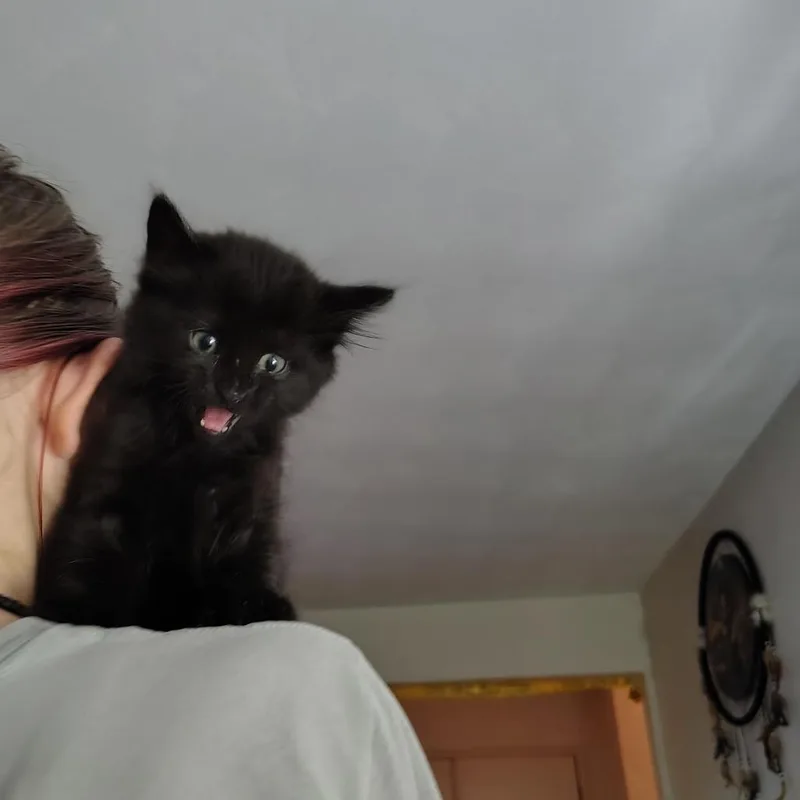 Binx thumbnail 2