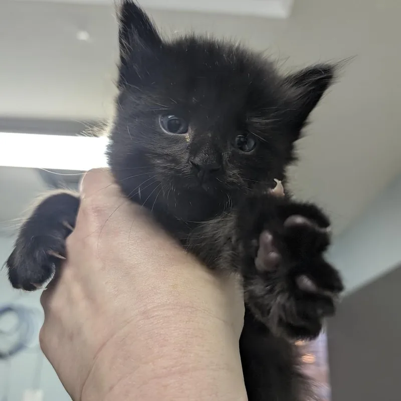 Binx thumbnail 3