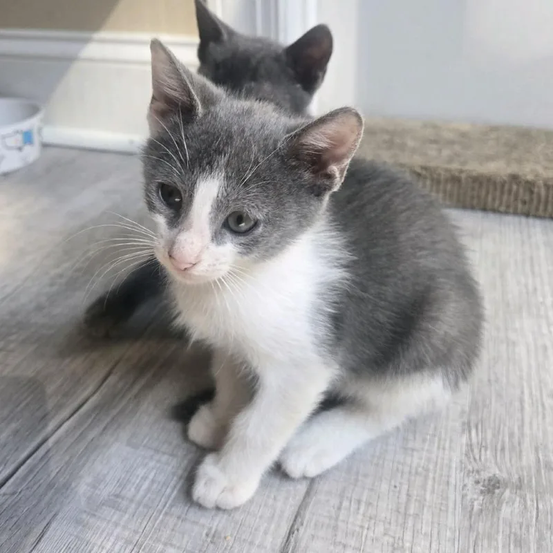 A baby small-sized male Gray / Blue / Silver Domestic Short Hair cat named Erik for adoption in Peachtree City, GA