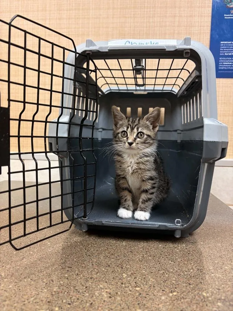 A baby small-sized female Gray & White Domestic Short Hair cat named Taffy for adoption in Salisbury, NC