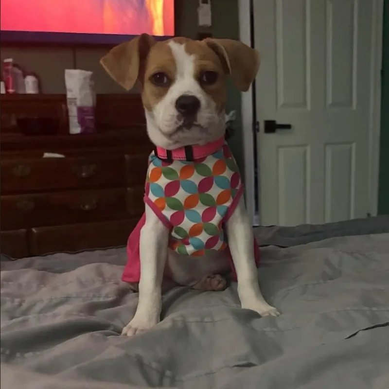 A baby small-sized female Hound dog named Sprinkles for adoption in Philadelphia, PA