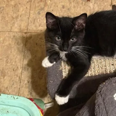 A baby small-sized female American Shorthair cat named Annie for adoption in Danbury, CT