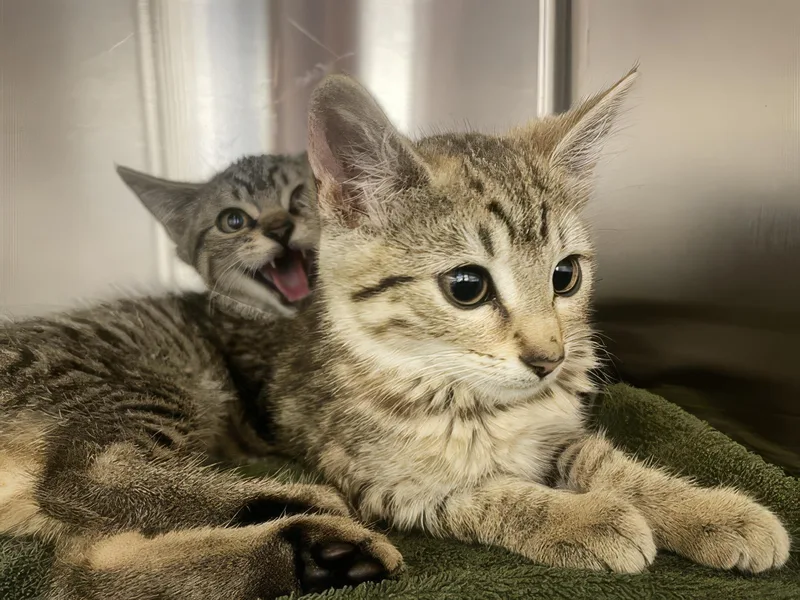 A baby medium-sized female Tabby (Brown / Chocolate) Domestic Short Hair cat named Lil for adoption in Nashville, TN