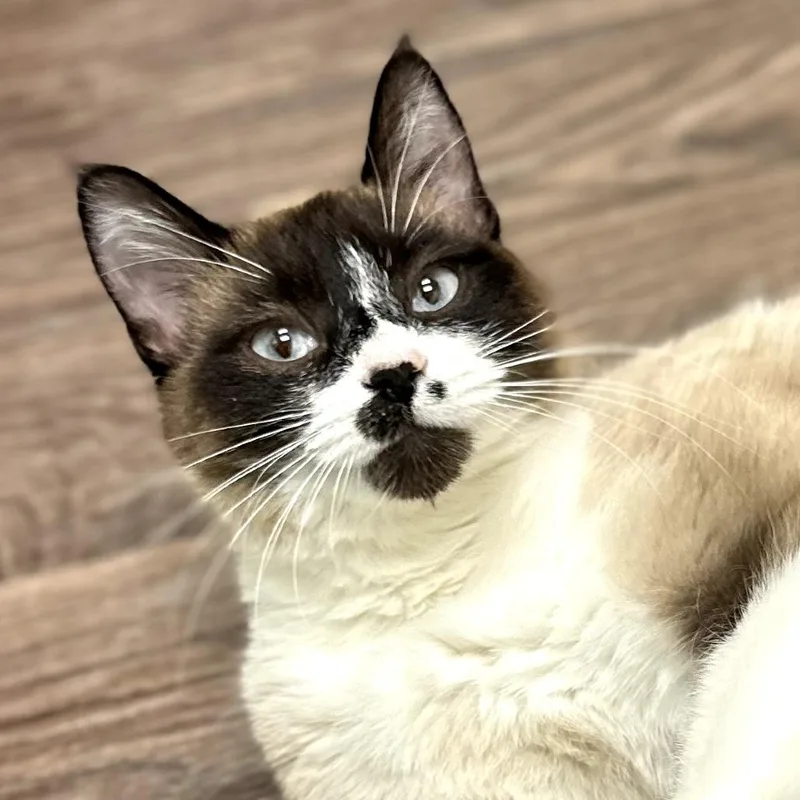 A young medium-sized female Gray / Blue / Silver Domestic Short Hair cat named Silverware for adoption in St. Paul, MN