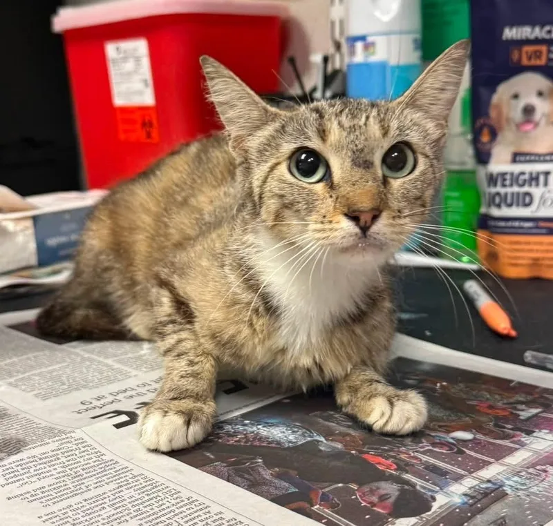 A young medium-sized female Domestic Short Hair cat named Della for adoption in Sorrento, LA