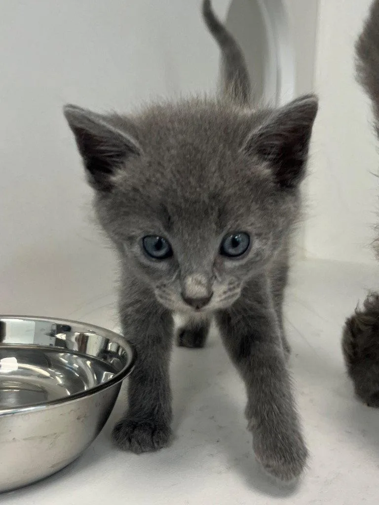 A baby medium-sized female Gray / Blue / Silver Domestic Short Hair cat named 26-202 for adoption in Tarboro, NC