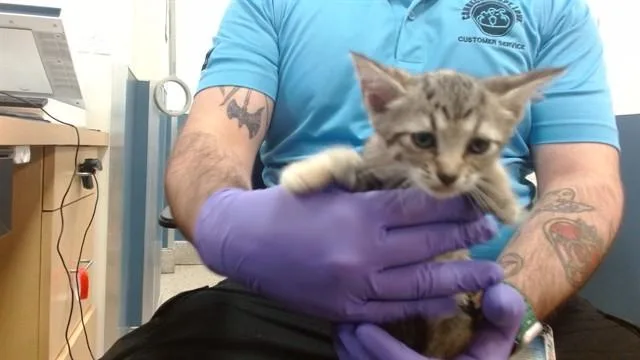 A baby small-sized female Domestic Short Hair cat named Sereena for adoption in Miami, FL