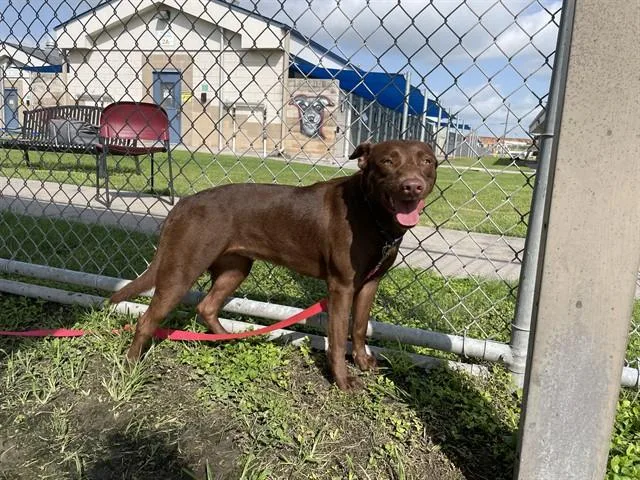 A young large-sized female Labrador Retriever dog named Kay for adoption in Corpus Christi, TX