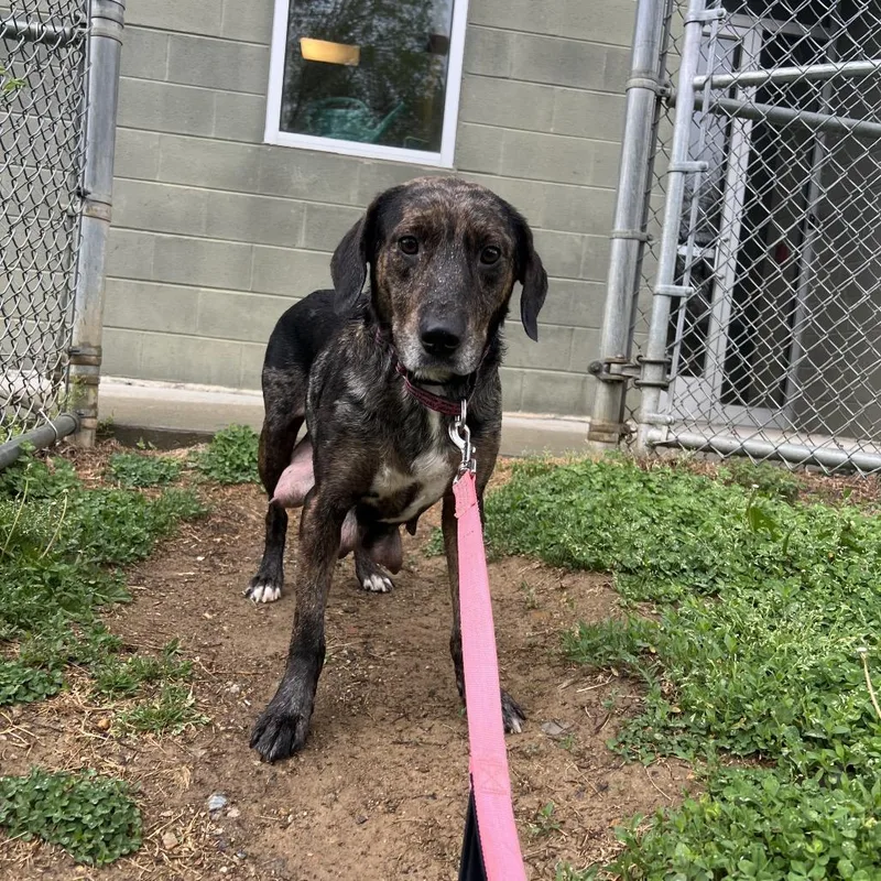 Smurfette thumbnail 4