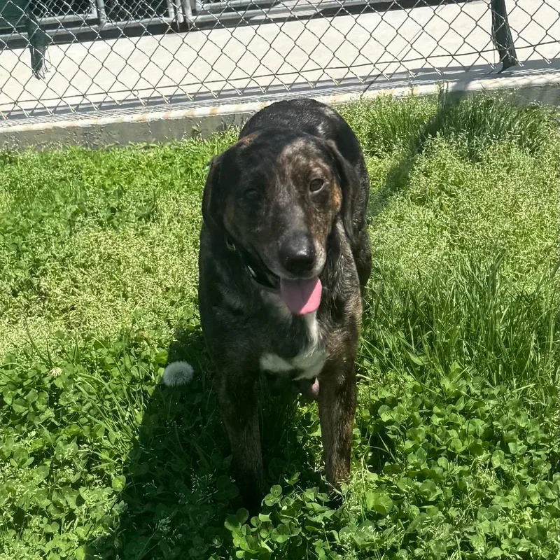 Smurfette thumbnail 5