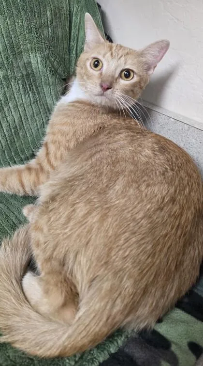 An adult small-sized female Domestic Short Hair cat named Pumpkin Spice for adoption in Phoenix, AZ