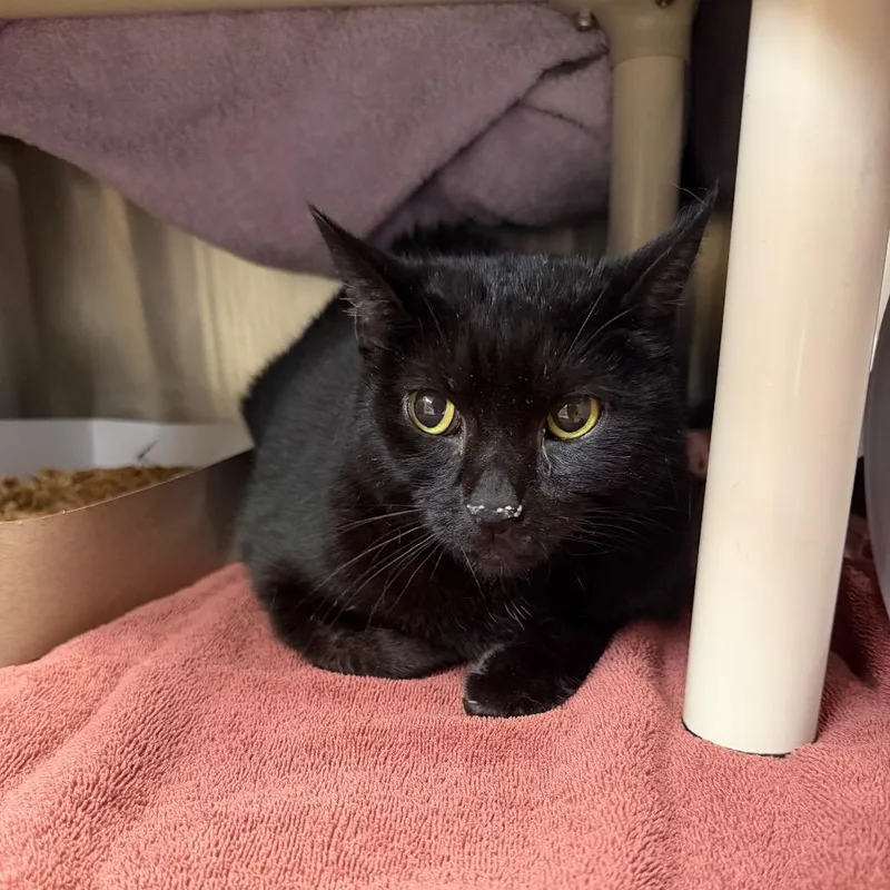 An adult large-sized male Black Domestic Short Hair cat named Diesel for adoption in Birdsboro, PA