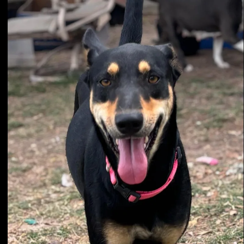 An adult medium-sized female Bicolor Australian Kelpie dog named Mimi for adoption in Houston, TX