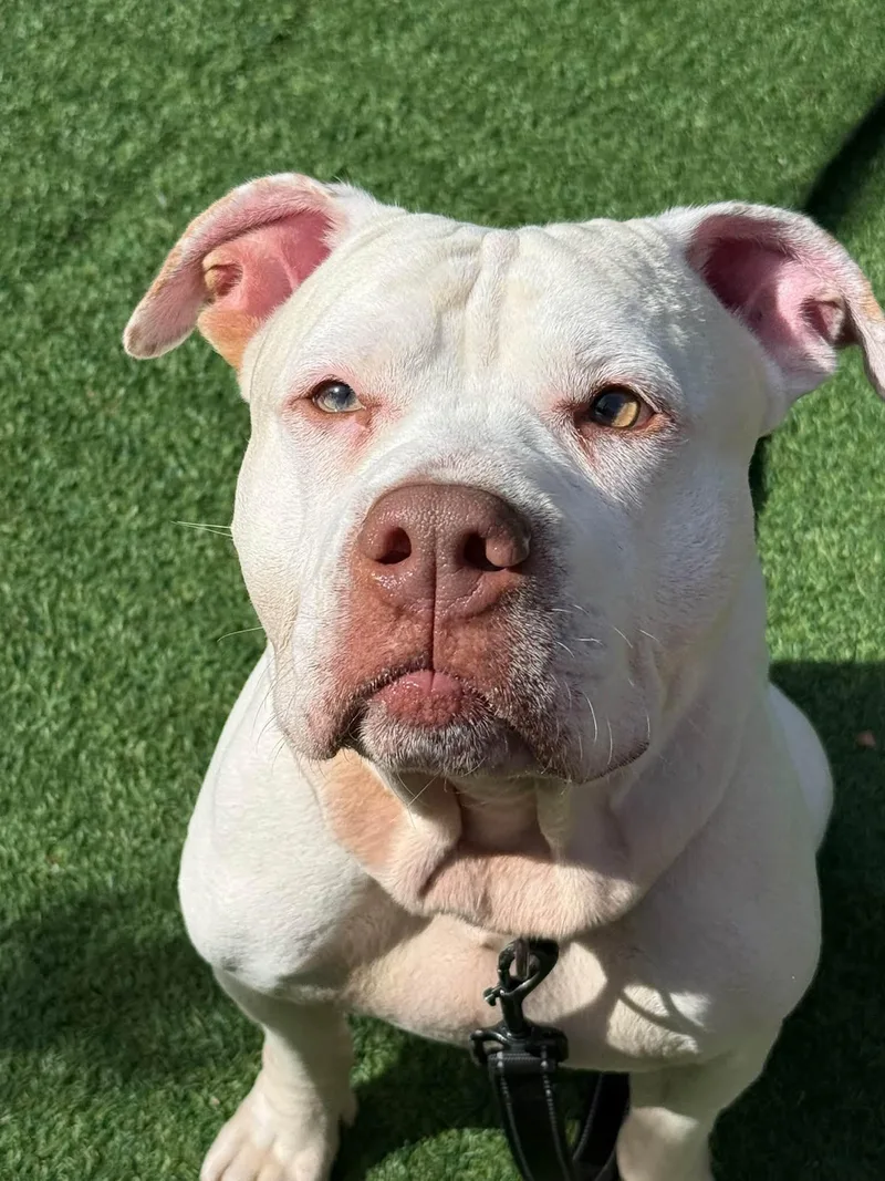 An adult medium-sized male American Bulldog dog named Baba Ghanoush for adoption in New Castle, DE