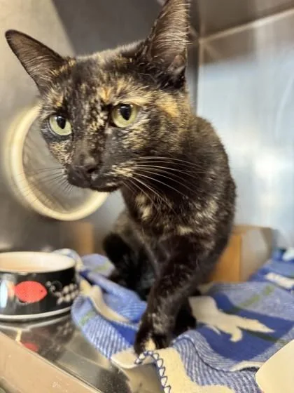An adult small-sized female Domestic Short Hair cat named Trinity for adoption in Roseville, CA