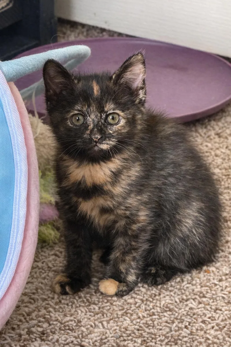 Daffodil Bonded Pair thumbnail 2