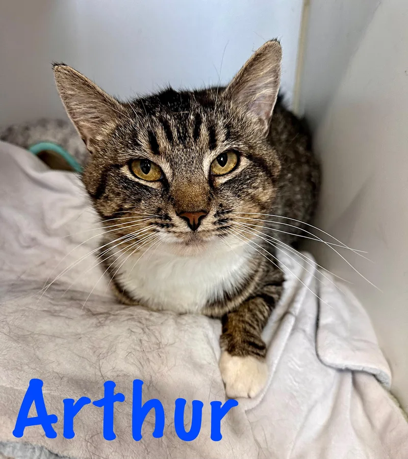An adult medium-sized male Domestic Short Hair cat named Arthur for adoption in Prince Frederick, MD