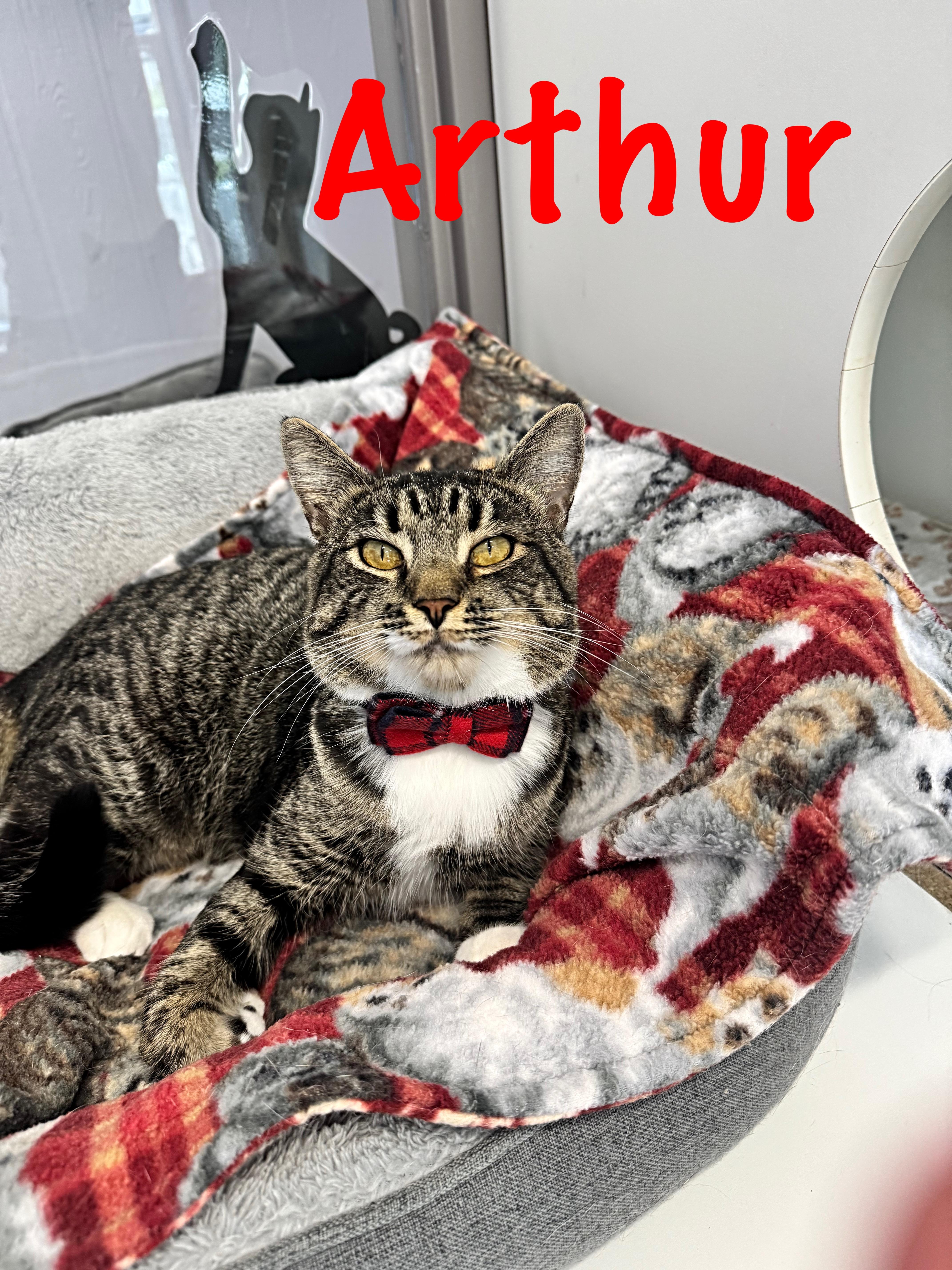 Arthur thumbnail 4